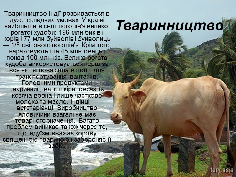 Тваринництво Тваринництво Індії розвивається в дуже складних умовах. У країні найбільше в світі поголів'я